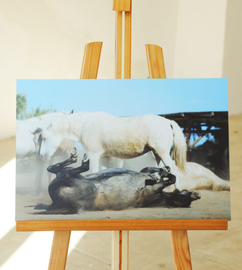 Les chevaux de Thomas F. à Franquevaux - Kalian Lo Photo - La Guinguette de Franquevaux - Camargue